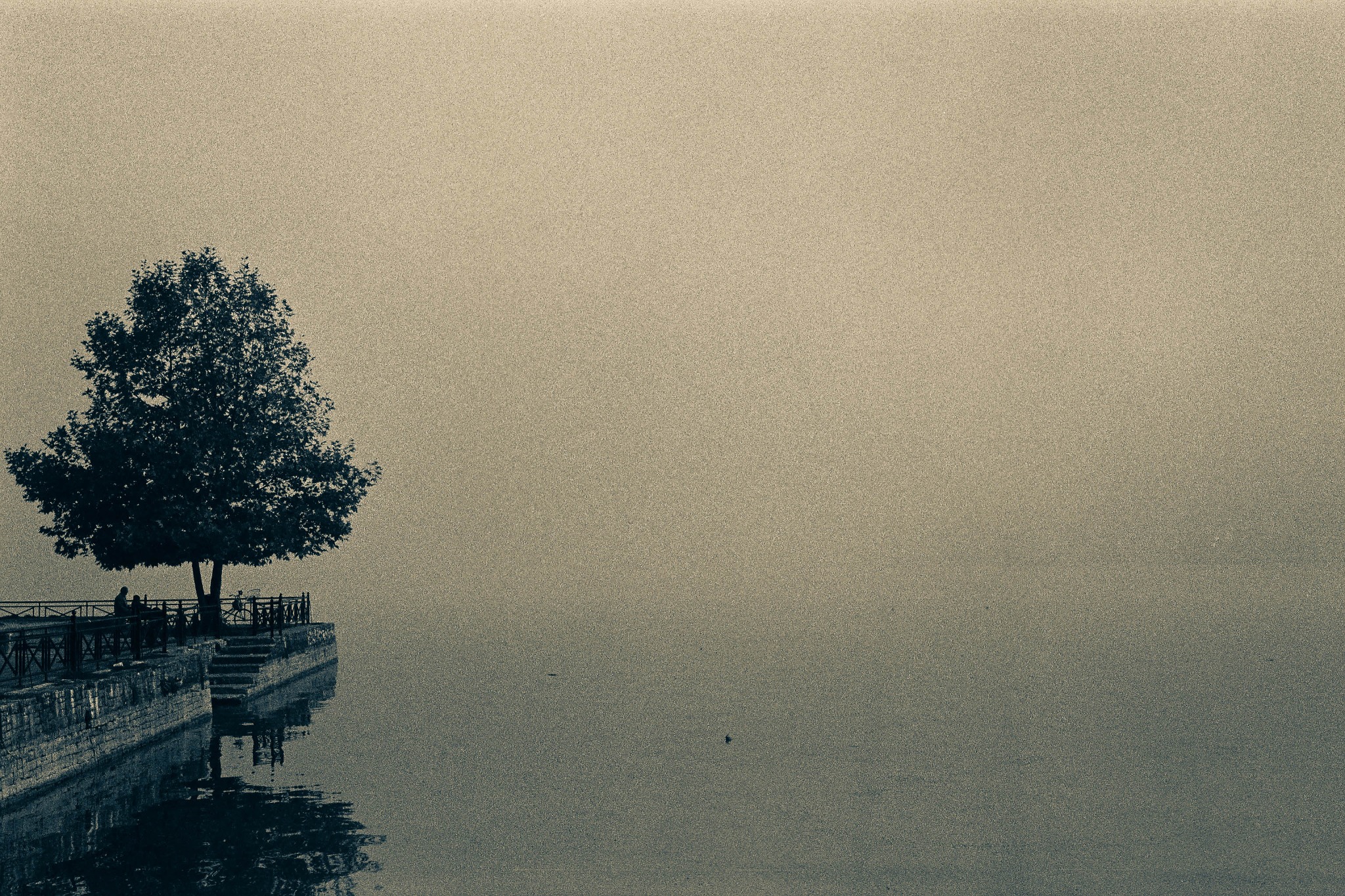 A lone tree on a stone waterfront beside still water